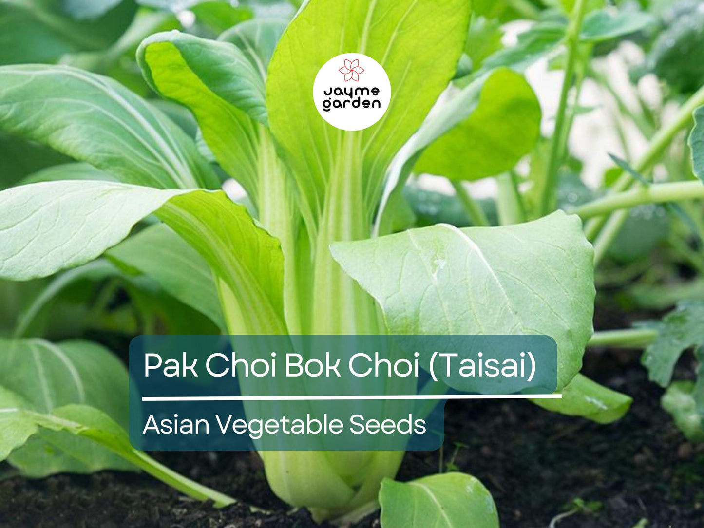 500mg Pak Choi Bok Choi Taisai Seeds - Heirloom Non-GMO Asian Greens - Fast-Growing for Stir-Fries, Soups, Salads & Gardening