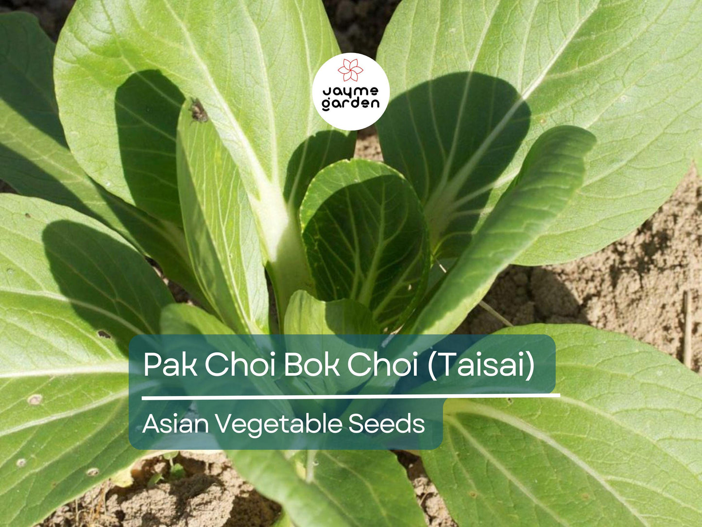 500mg Pak Choi Bok Choi Taisai Seeds - Heirloom Non-GMO Asian Greens - Fast-Growing for Stir-Fries, Soups, Salads & Gardening