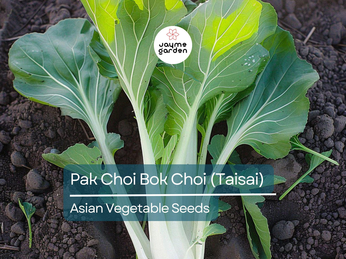 500mg Pak Choi Bok Choi Taisai Seeds - Heirloom Non-GMO Asian Greens - Fast-Growing for Stir-Fries, Soups, Salads & Gardening