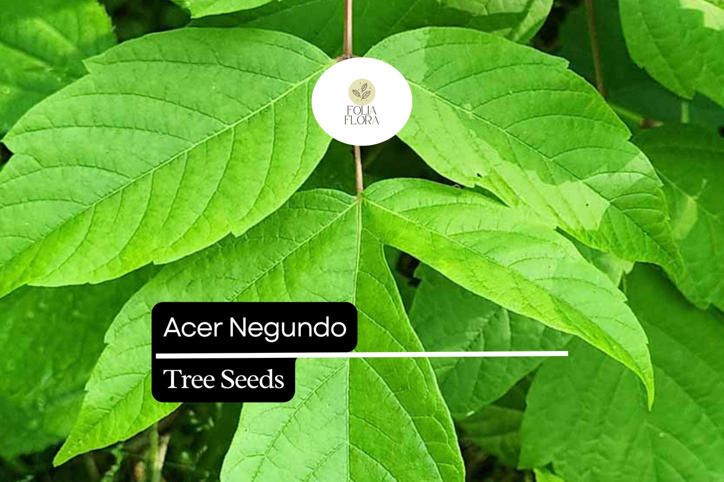 10 Seeds Acer negundo – Boxelder Maple, Fast-Growing Shade Tree with Unique Foliage