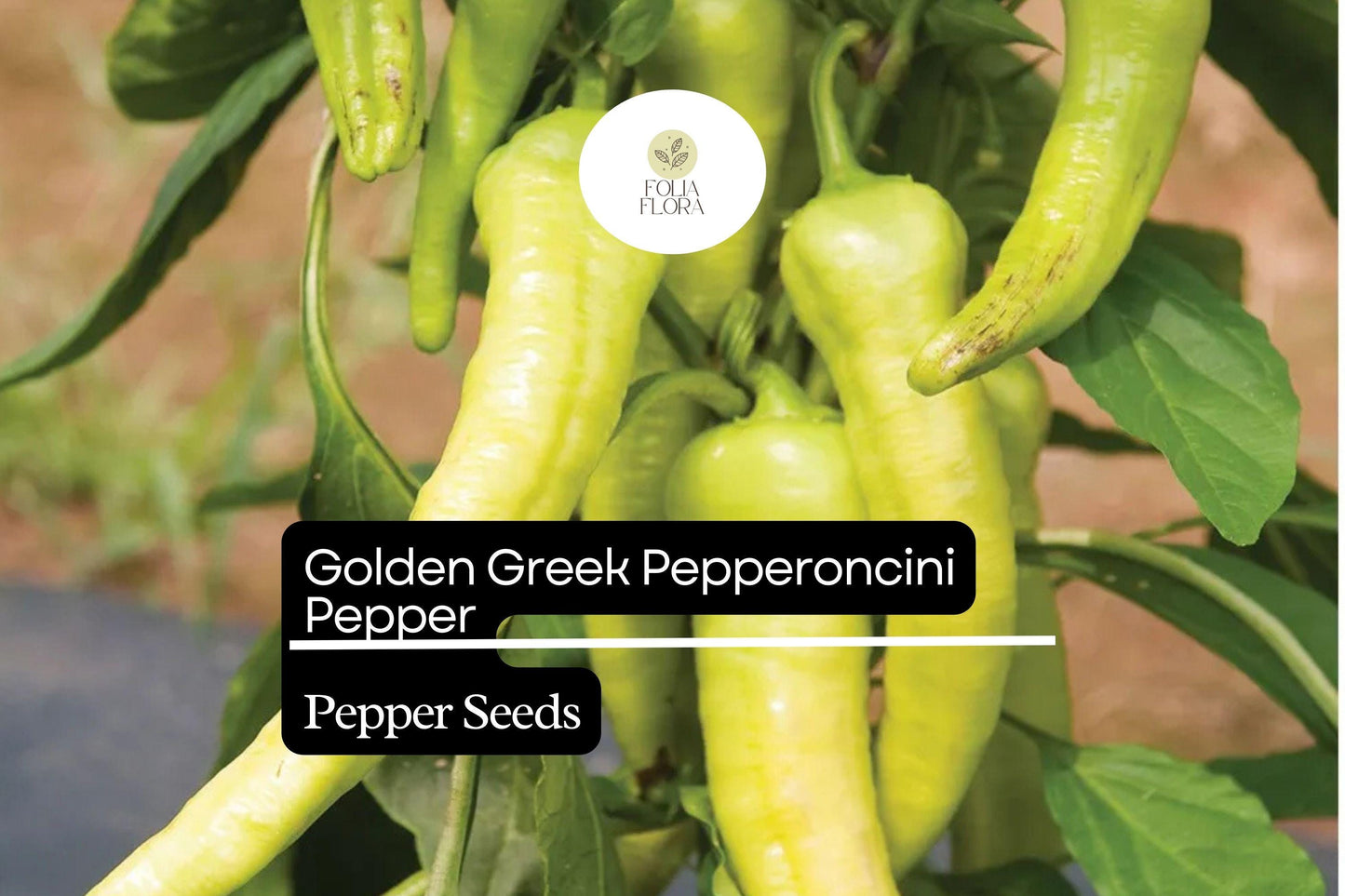 30 Seeds Golden Greek Pepperoncini – Mild Pepper, Capsicum annuum