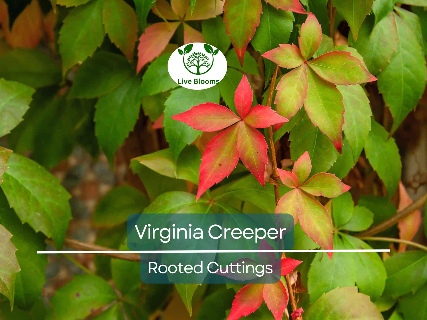 Virginia Creeper Perennial Rooted Cuttings 5"-8" - Parthenocissus quinquefolia, Hardy Vine, Fast-Growing, Ground Cover, Outdoor Garden Plant