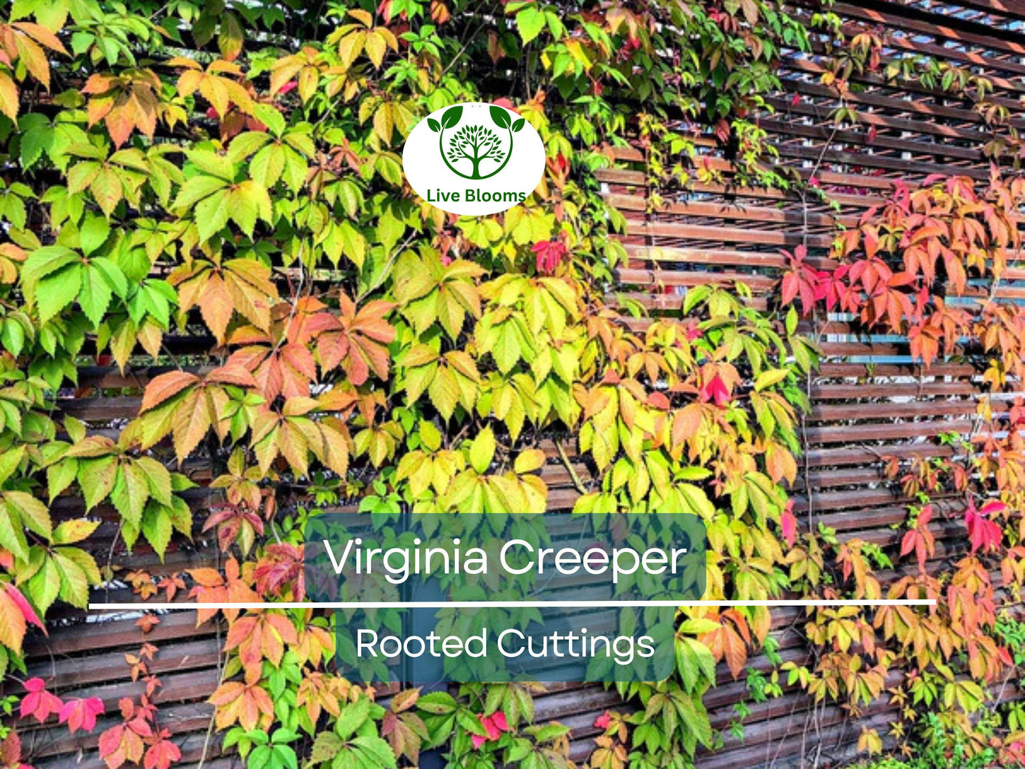 Virginia Creeper Perennial Rooted Cuttings 5"-8" - Parthenocissus quinquefolia, Hardy Vine, Fast-Growing, Ground Cover, Outdoor Garden Plant