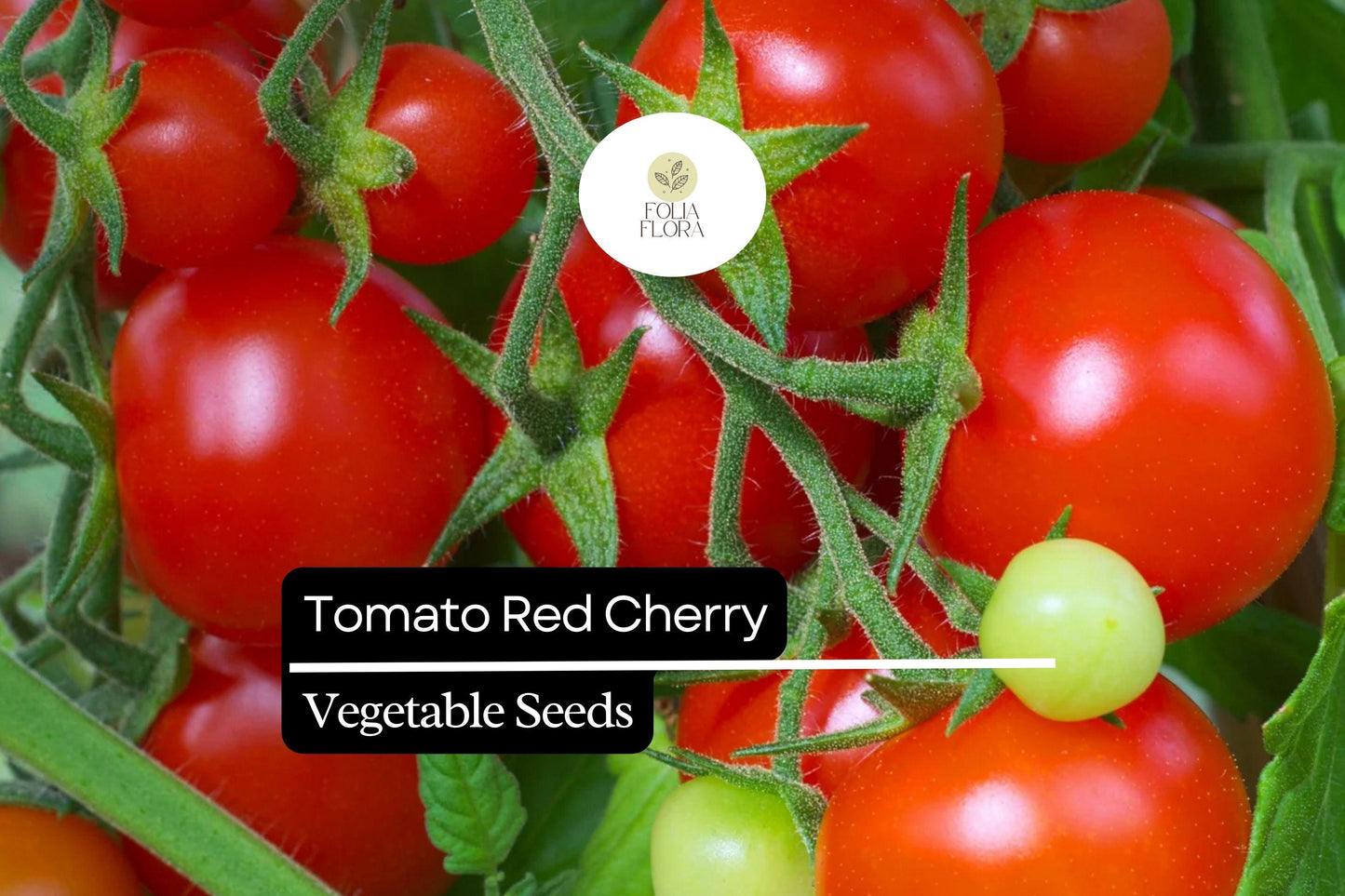 50 Seeds Tomato Red Cherry (Solanum lycopersicum) – Sweet, Bite-Sized, and Ideal for Fresh Eating, Salads, and Snacking