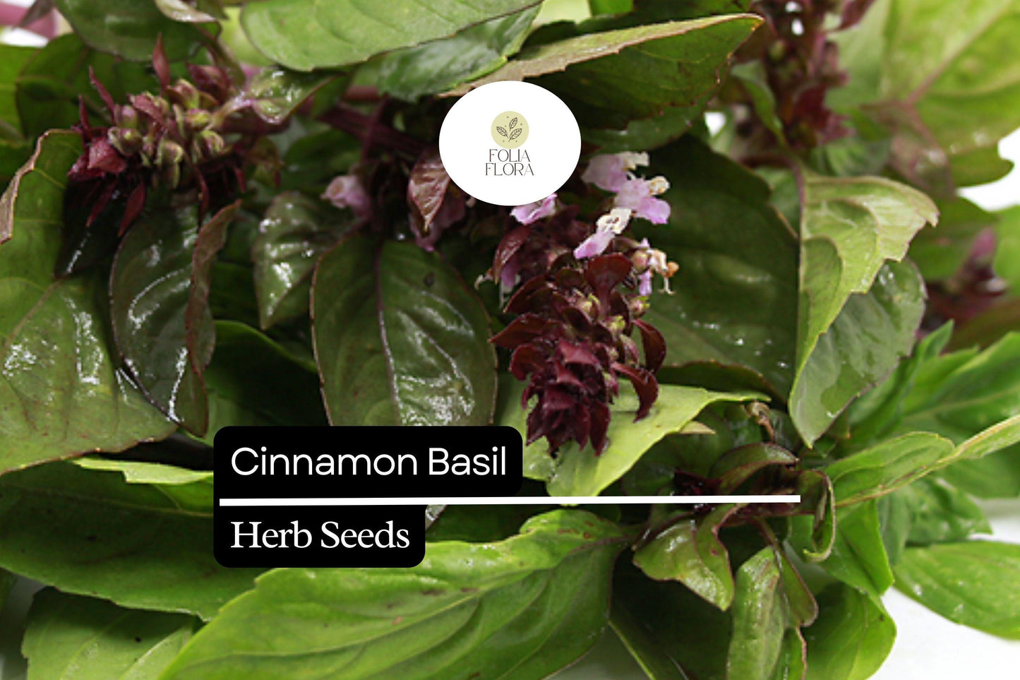 300 Seeds Cinnamon Basil, Ocimum Basilicum, Aromatic Herb with Spicy-Sweet Cinnamon Flavor
