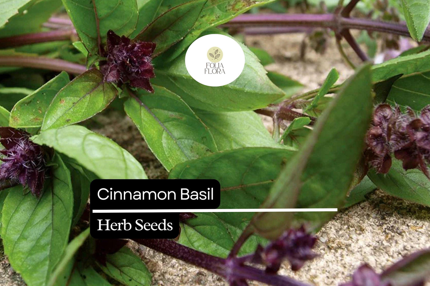 300 Seeds Cinnamon Basil, Ocimum Basilicum, Aromatic Herb with Spicy-Sweet Cinnamon Flavor