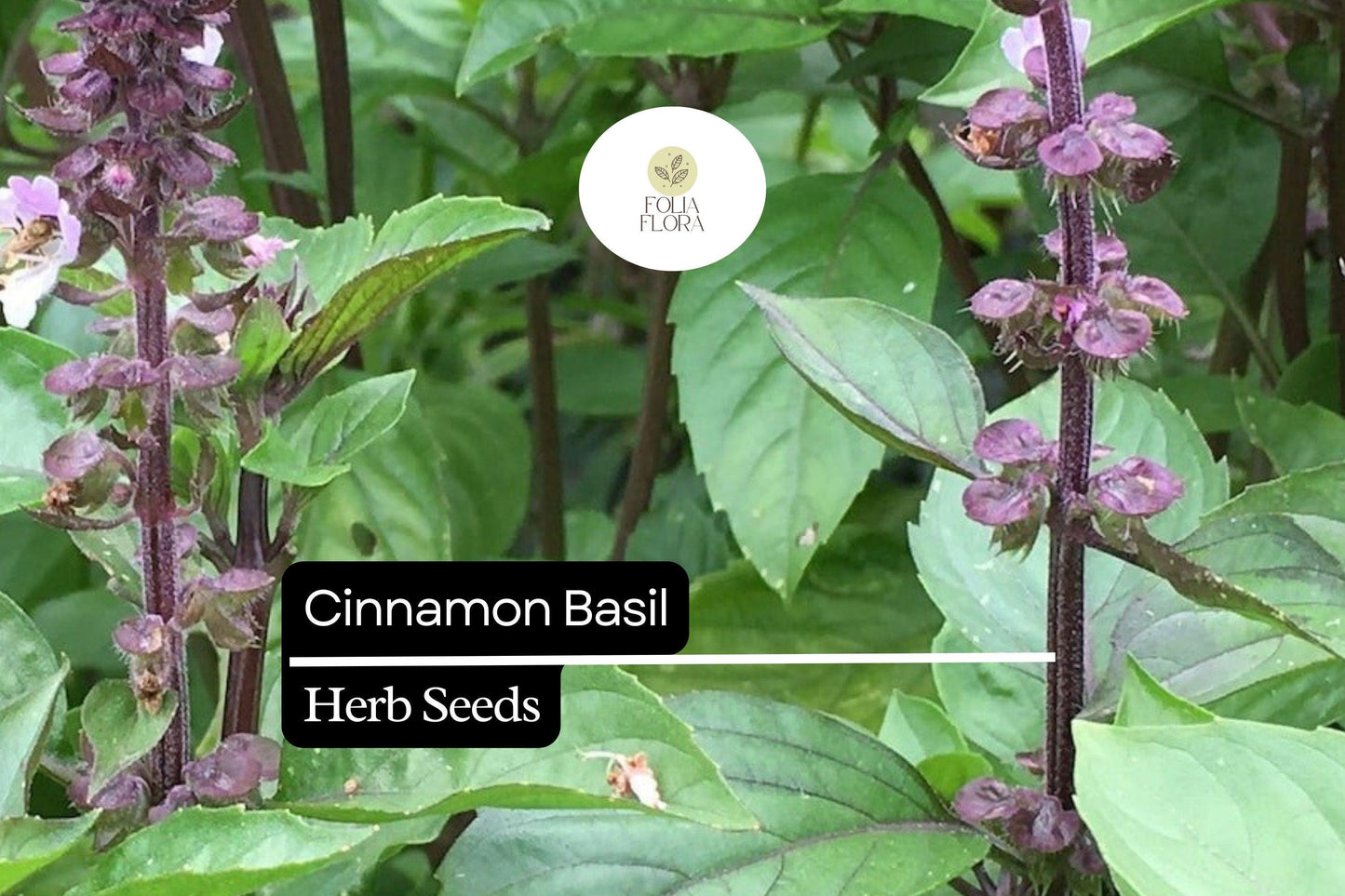 300 Seeds Cinnamon Basil, Ocimum Basilicum, Aromatic Herb with Spicy-Sweet Cinnamon Flavor