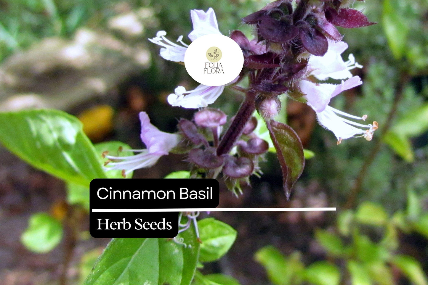 300 Seeds Cinnamon Basil, Ocimum Basilicum, Aromatic Herb with Spicy-Sweet Cinnamon Flavor