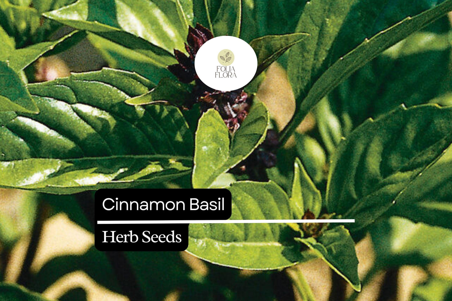 300 Seeds Cinnamon Basil, Ocimum Basilicum, Aromatic Herb with Spicy-Sweet Cinnamon Flavor