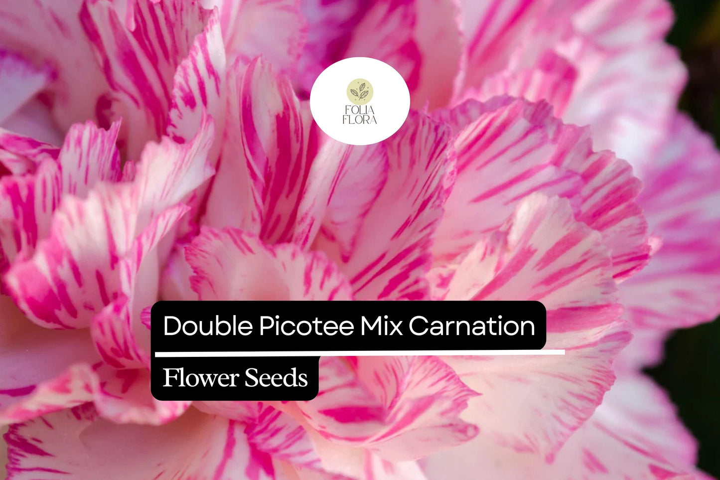 Double Picotee Mix Carnation (Dianthus caryophyllus) – Fragrant Blooms, Multi-Color Edges, Long-Lasting Flowers