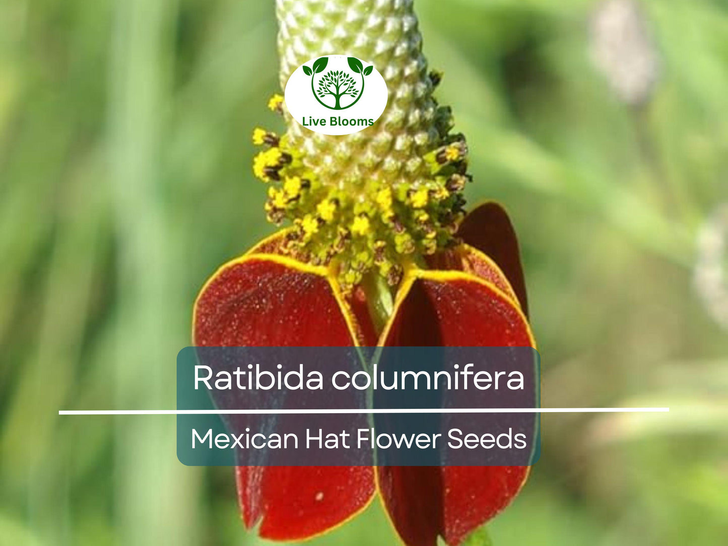 250 Seeds Mexican Hat (Ratibida columnifera) for Planting | Vibrant Native Wildflower for Meadows & Pollinator-Friendly Gardens