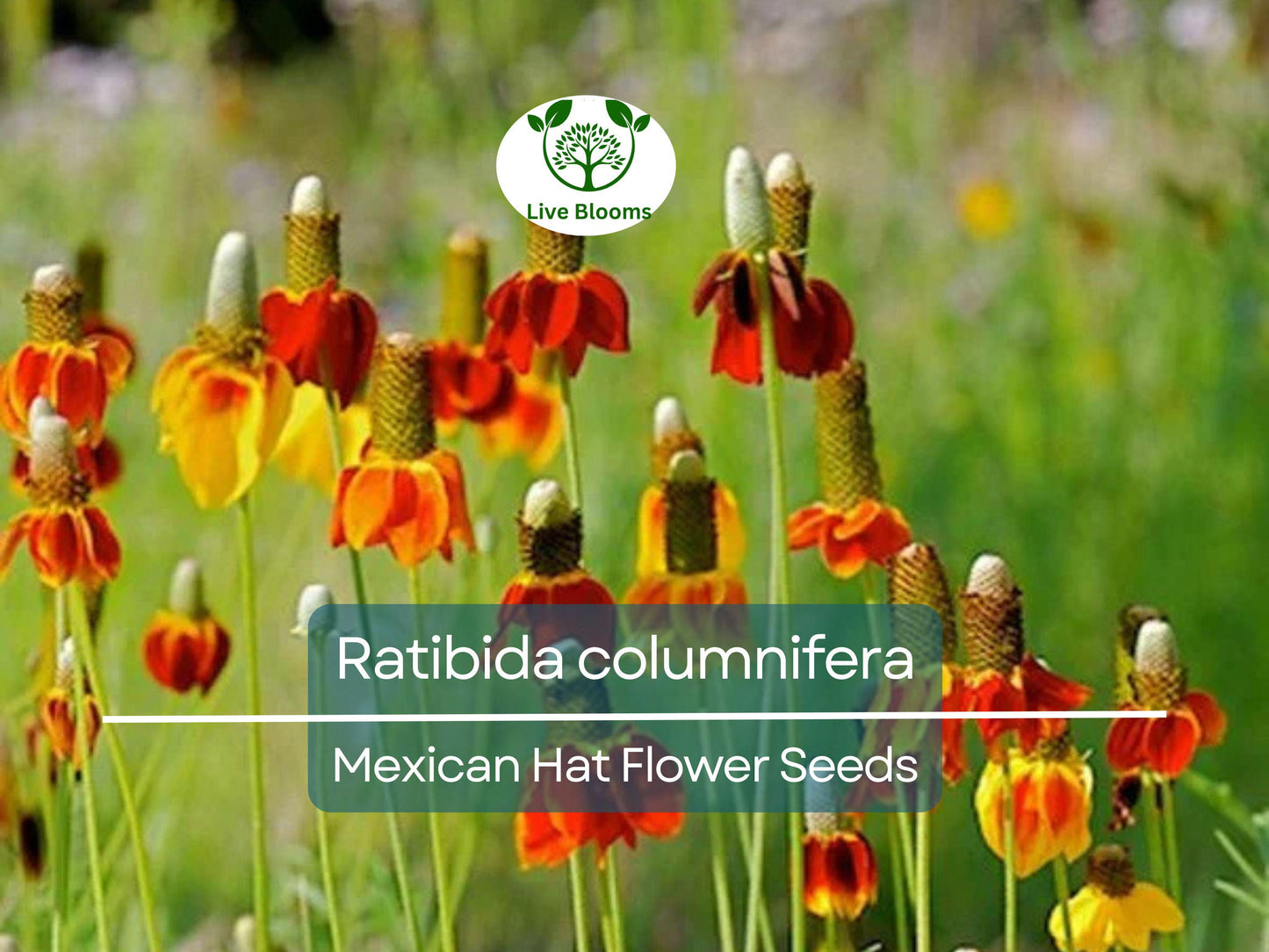 250 Seeds Mexican Hat (Ratibida columnifera) for Planting | Vibrant Native Wildflower for Meadows & Pollinator-Friendly Gardens