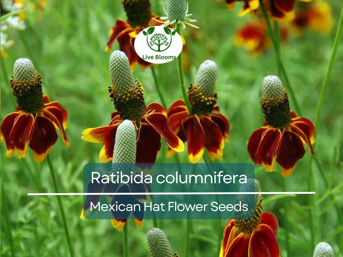 250 Seeds Mexican Hat (Ratibida columnifera) for Planting | Vibrant Native Wildflower for Meadows & Pollinator-Friendly Gardens