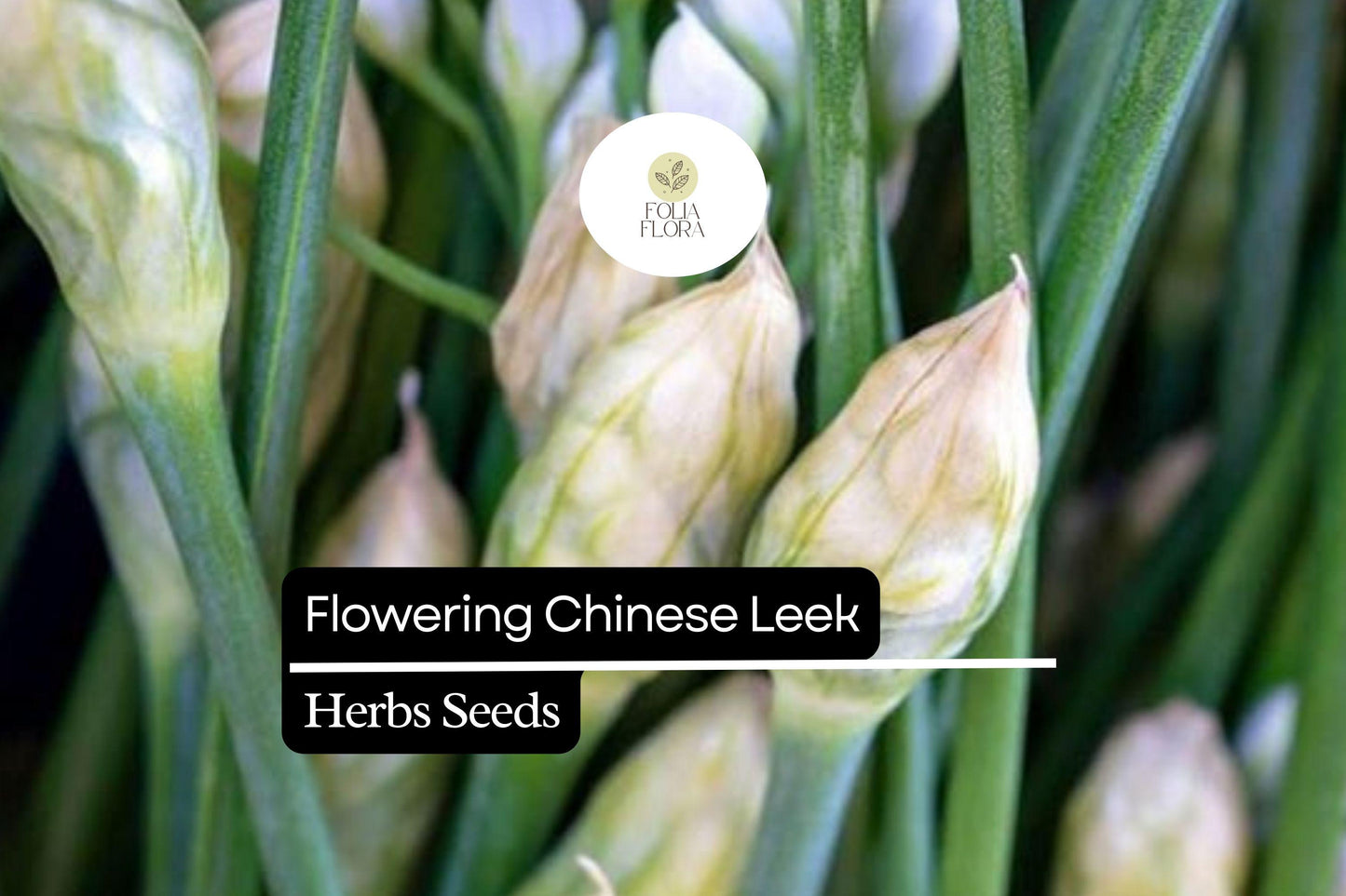 250mg Flowering Chinese Leek Seeds Allium tuberosum | Non-GMO, Heirloom, Edible Greens, Hardy Perennial, Garlic Chive Alternative