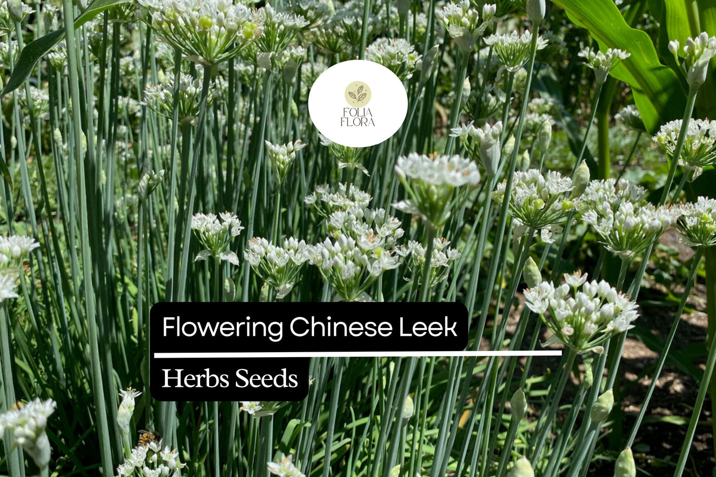 250mg Flowering Chinese Leek Seeds Allium tuberosum | Non-GMO, Heirloom, Edible Greens, Hardy Perennial, Garlic Chive Alternative