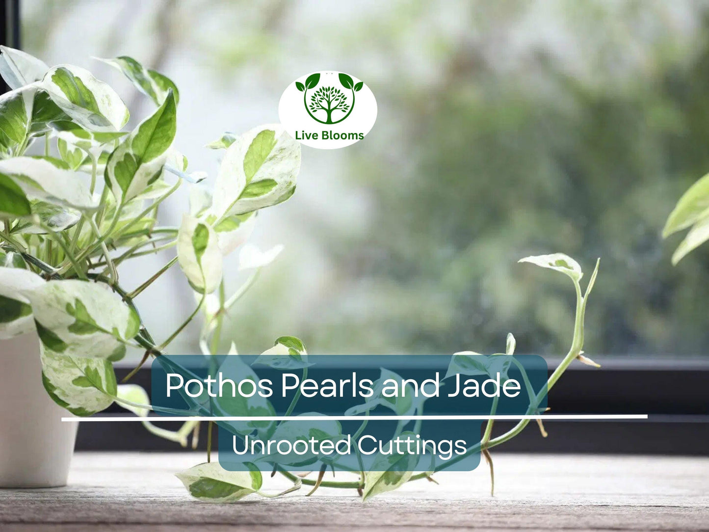 3 Unrooted Pothos Pearls and Jade Cuttings - Devil's Ivy Variegated House Plant - Indoor Plant for Sale