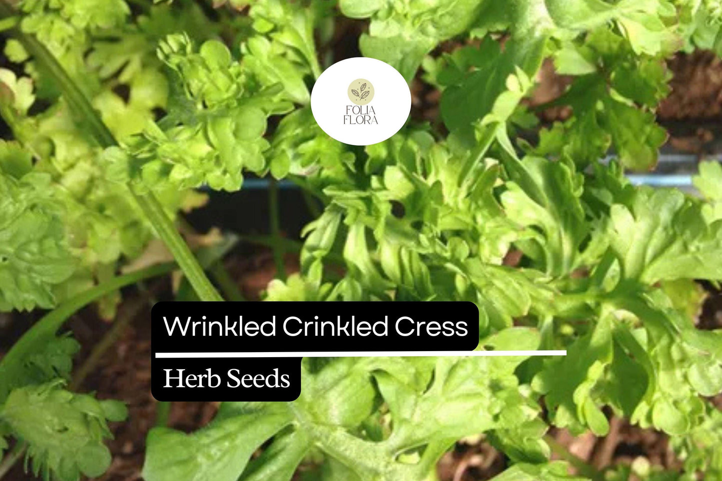 500 Seeds Wrinkled Crinkled Cress (Lepidium sativum) – Tangy, Nutritious Microgreen & Salad Herb