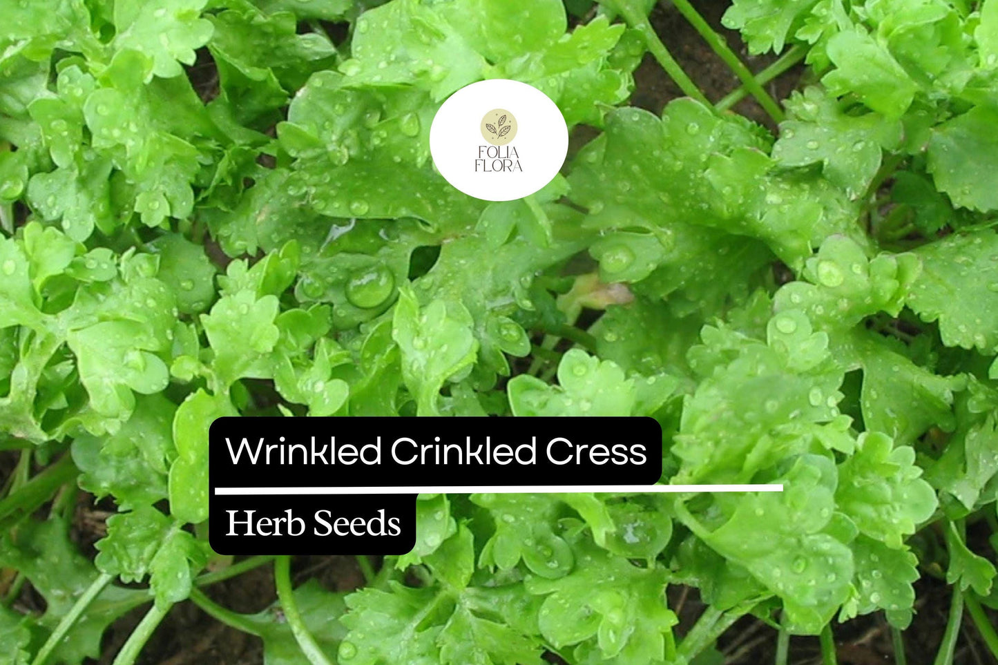 500 Seeds Wrinkled Crinkled Cress (Lepidium sativum) – Tangy, Nutritious Microgreen & Salad Herb