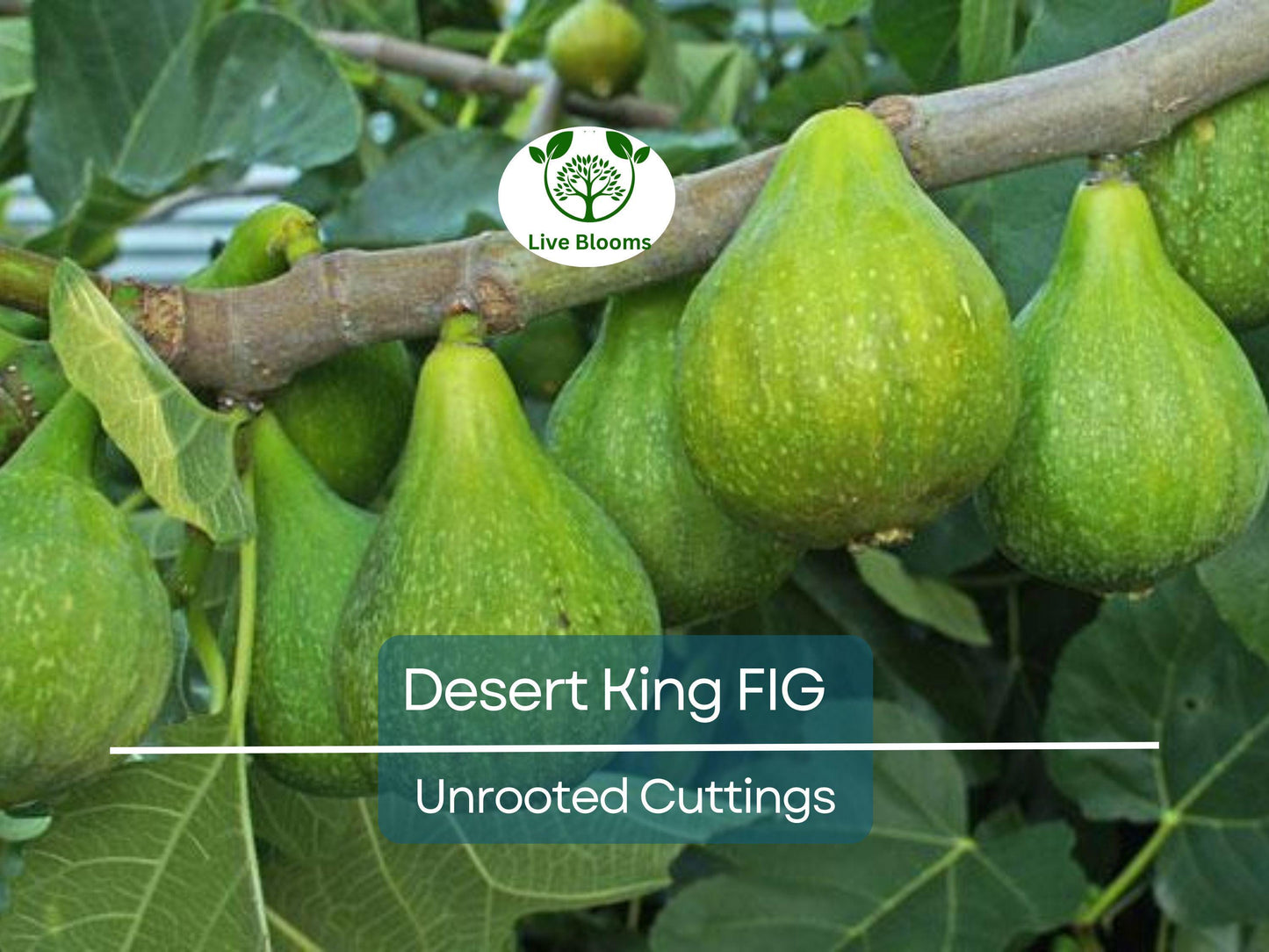 5 Desert King Fig Tree Unrooted Cuttings 6-8" Long - Ficus Carica, Fresh & Healthy, Perfect for Planting or Propagation