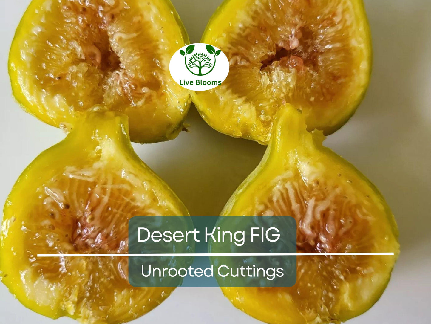 5 Desert King Fig Tree Unrooted Cuttings 6-8" Long - Ficus Carica, Fresh & Healthy, Perfect for Planting or Propagation