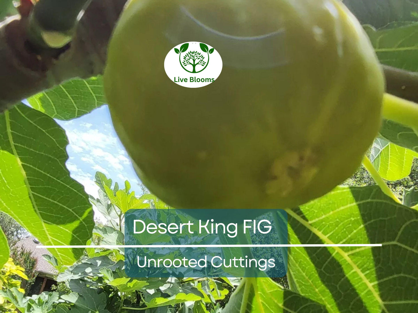 5 Desert King Fig Tree Unrooted Cuttings 6-8" Long - Ficus Carica, Fresh & Healthy, Perfect for Planting or Propagation