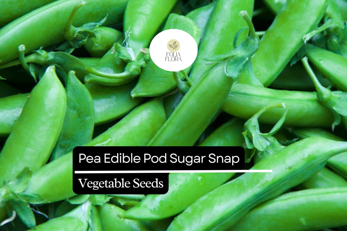 5g Pea Edible Pod Sugar Snap Seeds Pisum sativum | Sweet, Crunchy Heirloom, Non-GMO, Easy-to-Grow, Perfect for Fresh Snacking