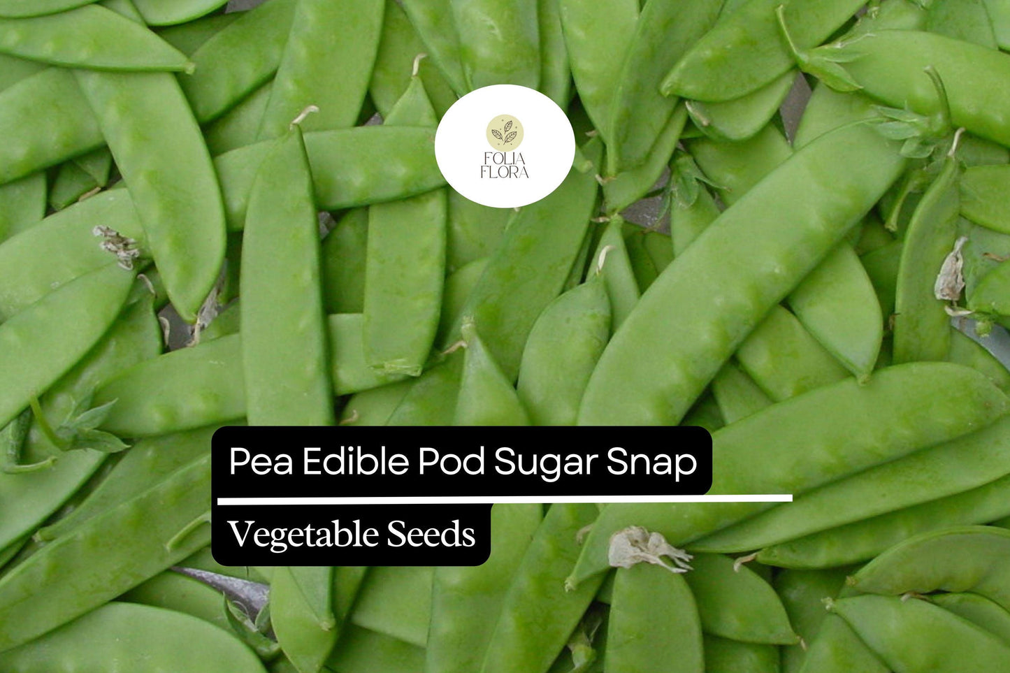 5g Pea Edible Pod Sugar Snap Seeds Pisum sativum | Sweet, Crunchy Heirloom, Non-GMO, Easy-to-Grow, Perfect for Fresh Snacking