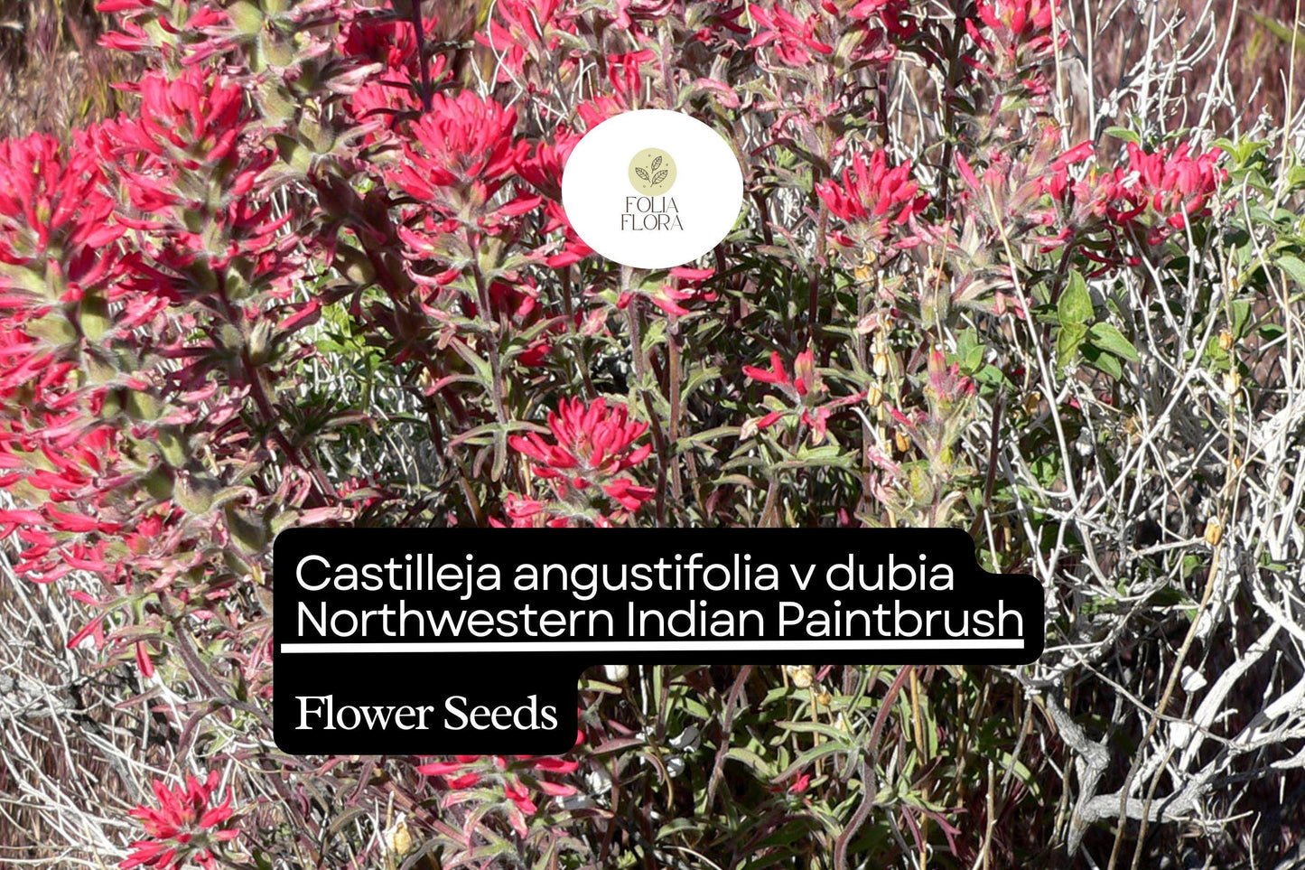 300 Seeds Northwestern Indian Paintbrush Castilleja angustifolia v. dubia | Vibrant Wildflower, Native Perennial, Pollinator-Friendly