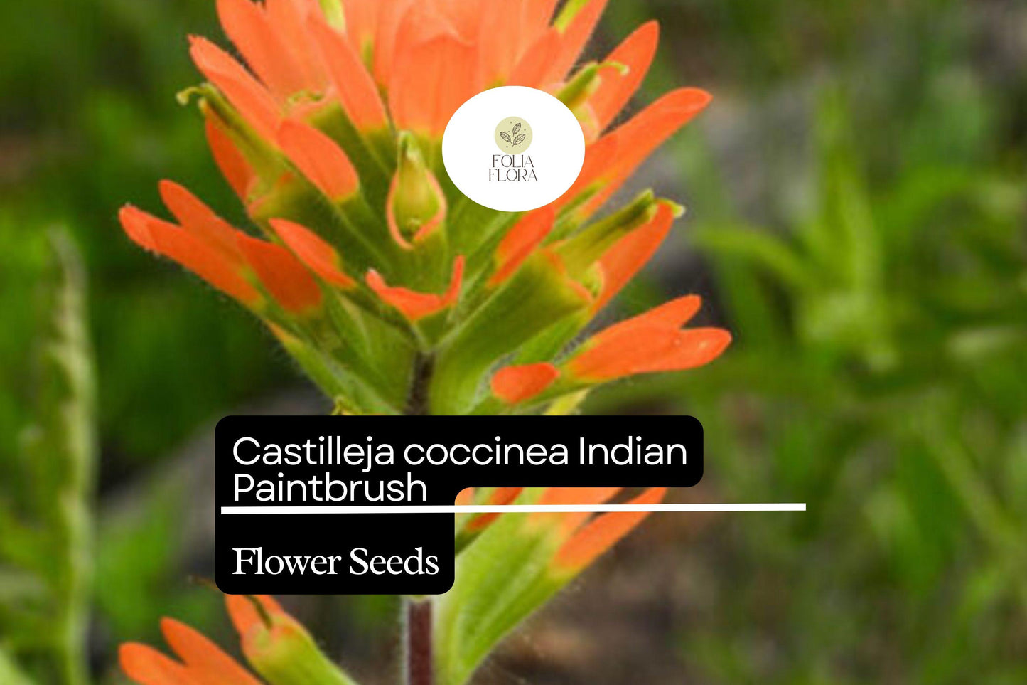 300 Seeds Indian Paintbrush Castilleja coccinea | Vibrant Wildflower, Native Perennial, Non-GMO, Ideal for Native Plant Gardens