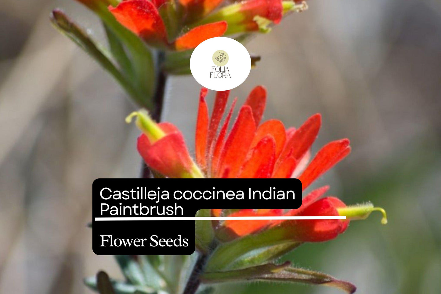 300 Seeds Indian Paintbrush Castilleja coccinea | Vibrant Wildflower, Native Perennial, Non-GMO, Ideal for Native Plant Gardens