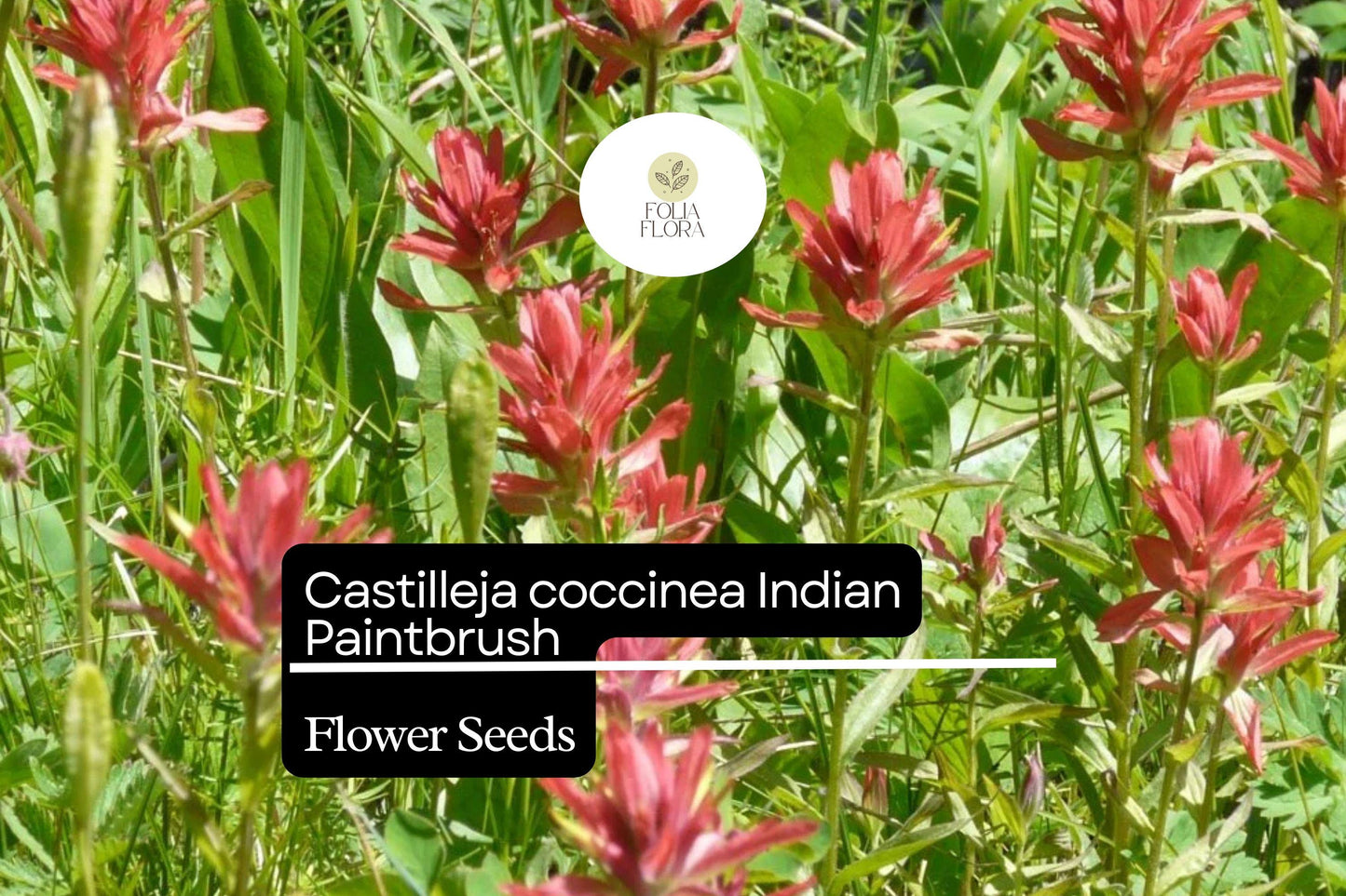 300 Seeds Indian Paintbrush Castilleja coccinea | Vibrant Wildflower, Native Perennial, Non-GMO, Ideal for Native Plant Gardens