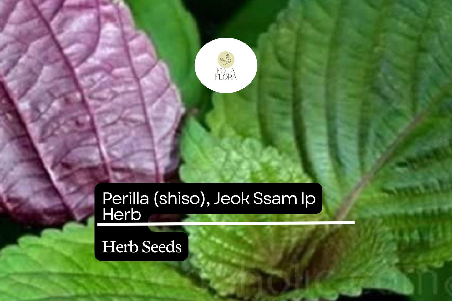 500mg Perilla Shiso Jeok Ssam Ip Seeds Perilla frutescens | Red-Leaf Asian Herb, Aromatic, Non-GMO, Korean Wraps, Pickling & Garnishes