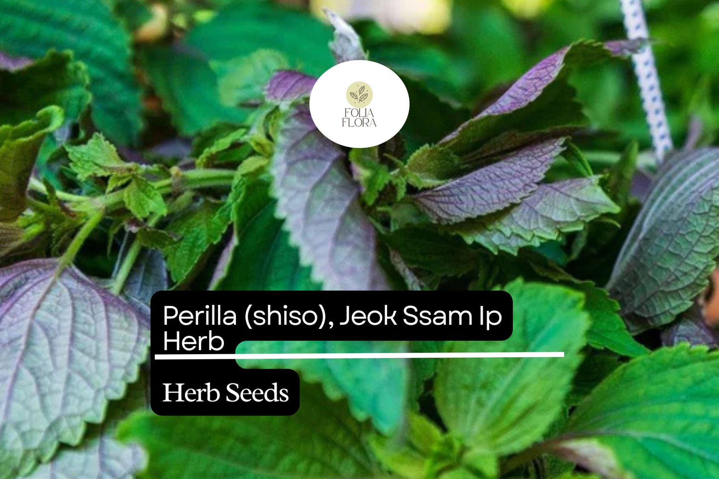 500mg Perilla Shiso Jeok Ssam Ip Seeds Perilla frutescens | Red-Leaf Asian Herb, Aromatic, Non-GMO, Korean Wraps, Pickling & Garnishes