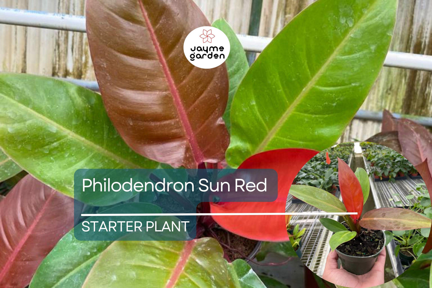Live Tropical Philodendron Sun Red | Vibrant Indoor Houseplant Starter Plug | Easy-Care Jungle Decor | Perfect Gift for Plant Lovers