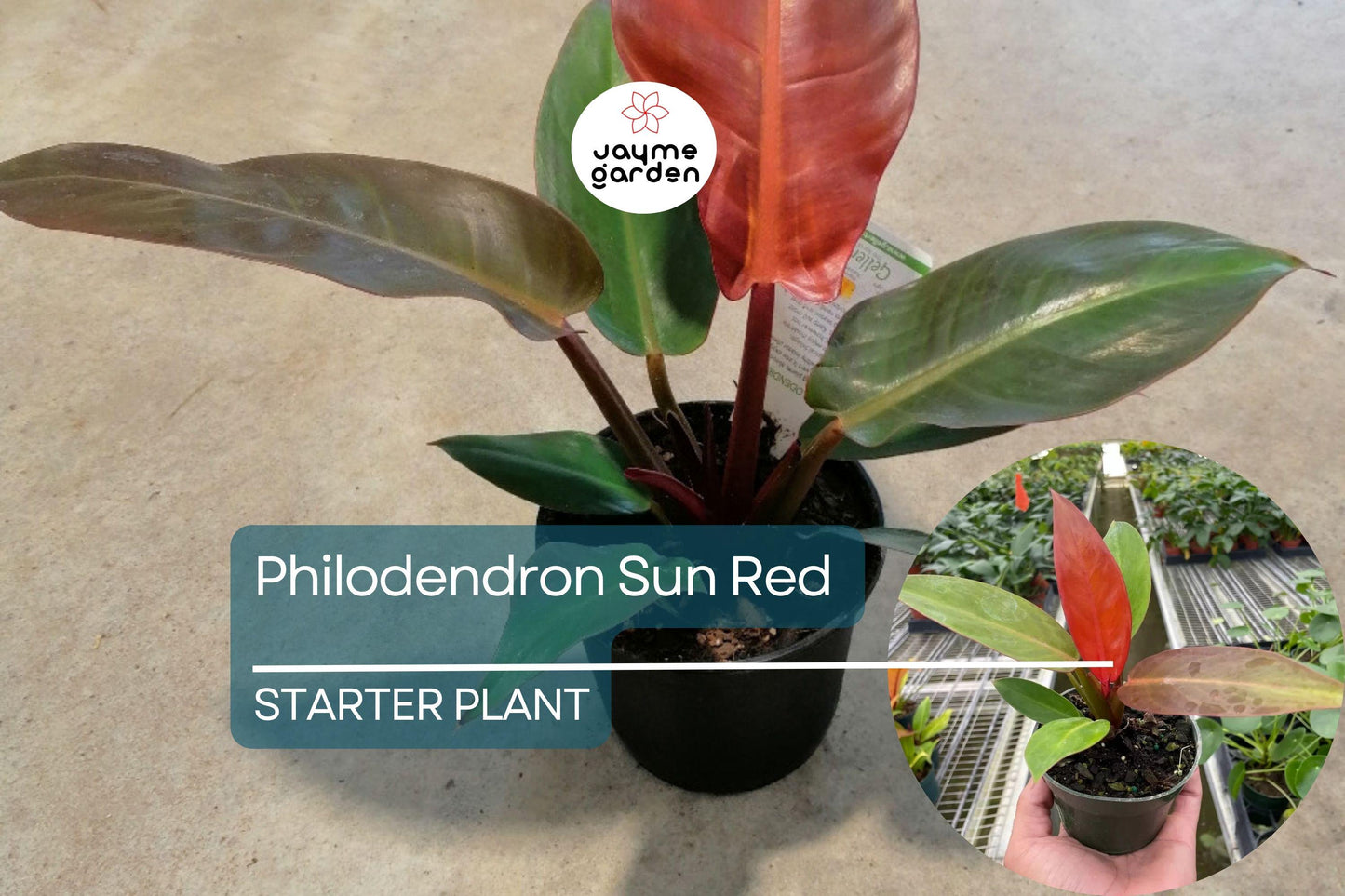 Live Tropical Philodendron Sun Red | Vibrant Indoor Houseplant Starter Plug | Easy-Care Jungle Decor | Perfect Gift for Plant Lovers