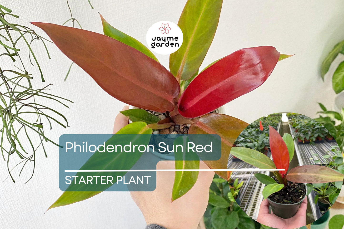 Live Tropical Philodendron Sun Red | Vibrant Indoor Houseplant Starter Plug | Easy-Care Jungle Decor | Perfect Gift for Plant Lovers