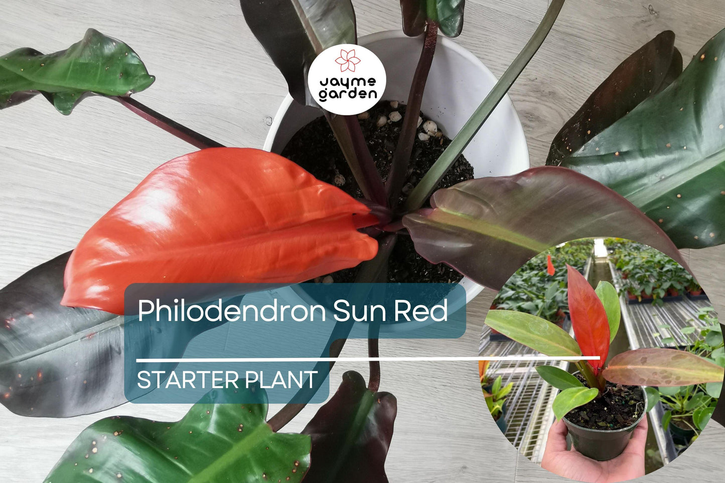 Live Tropical Philodendron Sun Red | Vibrant Indoor Houseplant Starter Plug | Easy-Care Jungle Decor | Perfect Gift for Plant Lovers