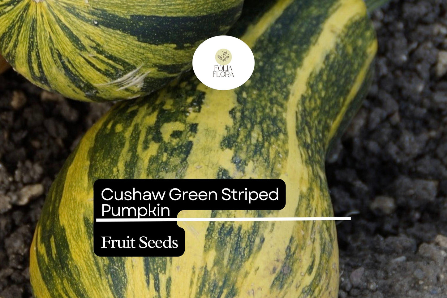 20 Seeds Cushaw Green Striped Pumpkin (Cucurbita argyrosperma) – Heirloom Winter Squash with Sweet Flavor