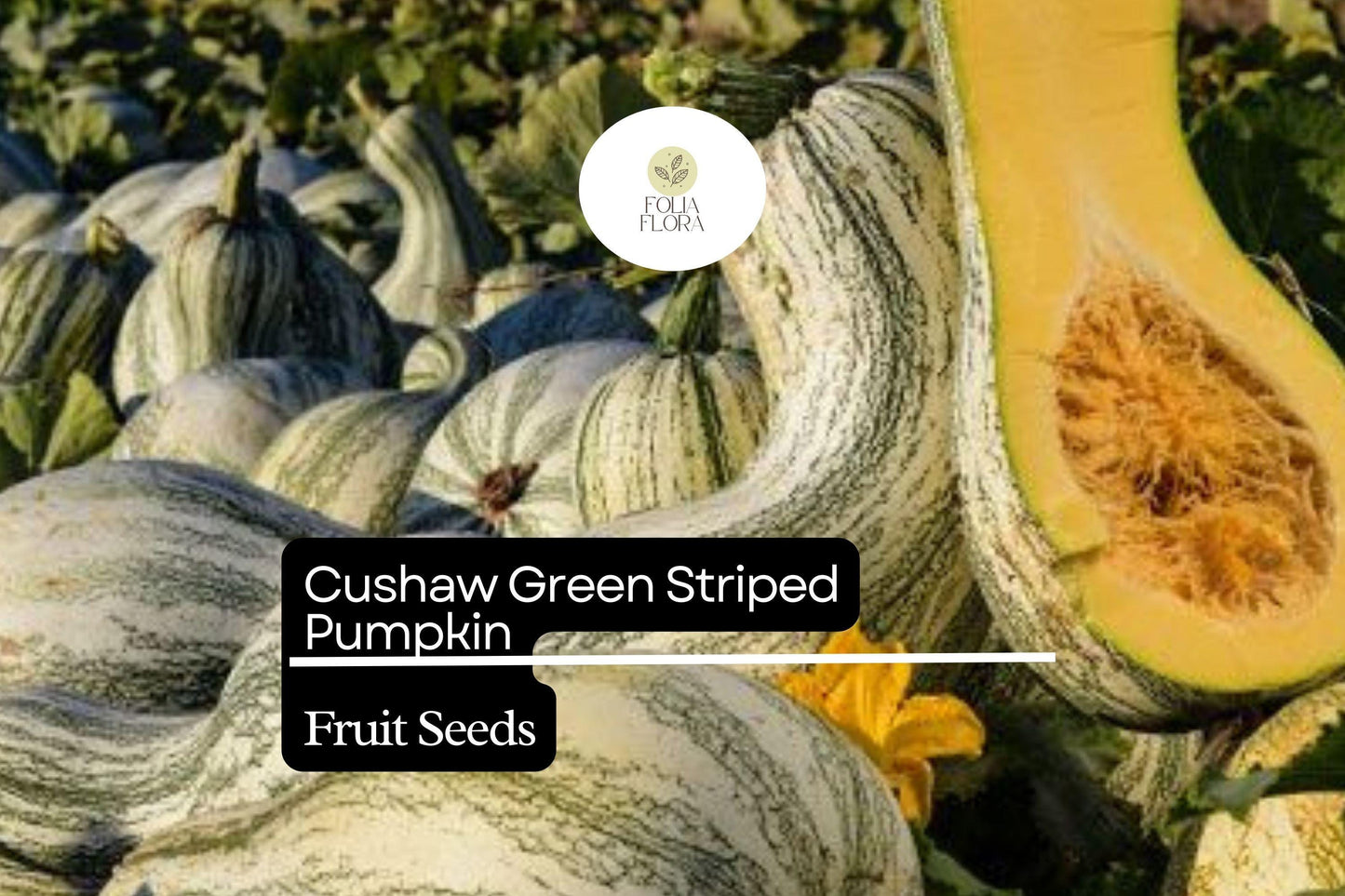 20 Seeds Cushaw Green Striped Pumpkin (Cucurbita argyrosperma) – Heirloom Winter Squash with Sweet Flavor