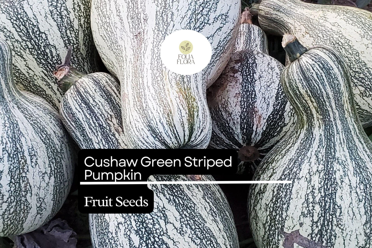20 Seeds Cushaw Green Striped Pumpkin (Cucurbita argyrosperma) – Heirloom Winter Squash with Sweet Flavor