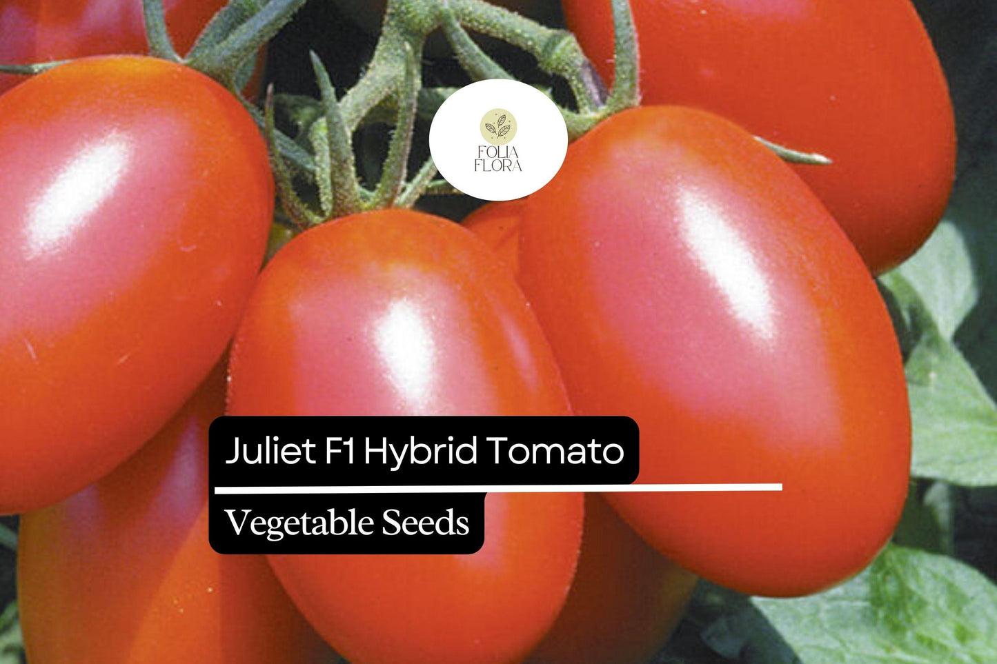 10 Seeds Juliet F1 Hybrid Tomato (Solanum lycopersicum) – High-Yield, Sweet & Versatile