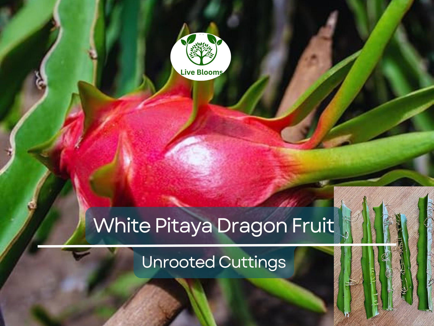5pcs 10" Unrooted Dragonfruit Cuttings (Hylocereus), White Pitaya, Fresh Cuttings for Growing, Edible Fruit Cactus, Garden Planting