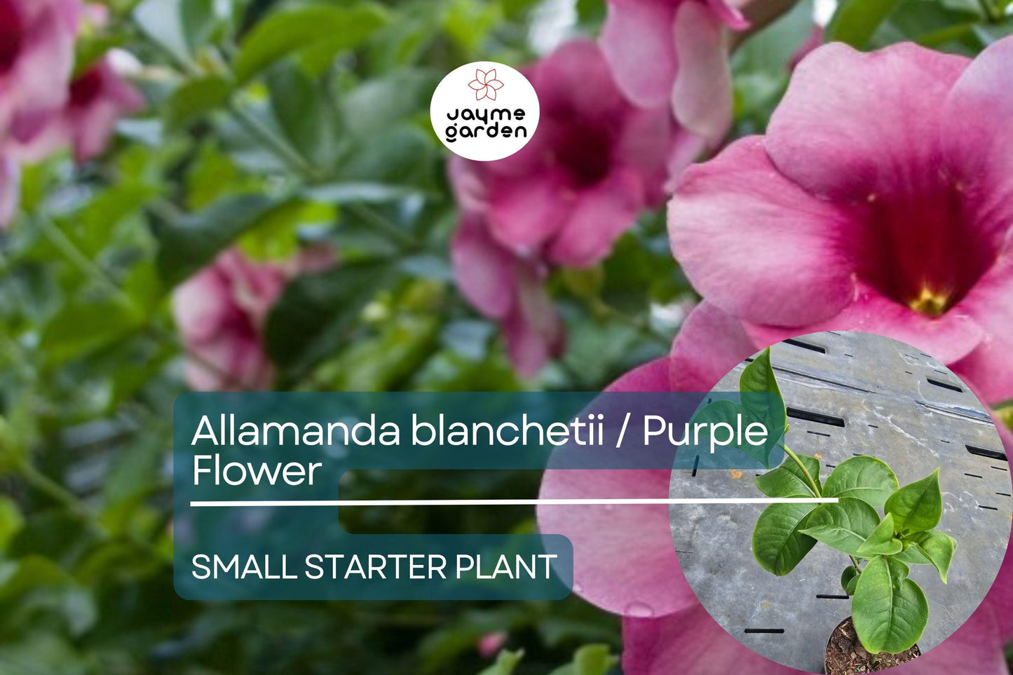 Allamanda blanchetii Starter Plant - Purple Allamanda, 12 Inches Tall - Fast-Growing Tropical Shrub with Vibrant Purple Flowers