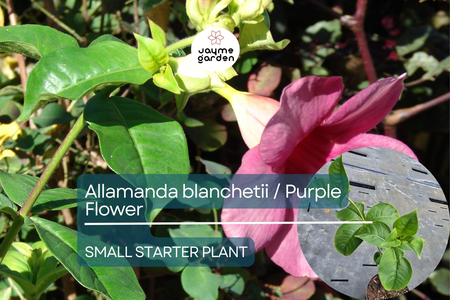 Allamanda blanchetii Starter Plant - Purple Allamanda, 12 Inches Tall - Fast-Growing Tropical Shrub with Vibrant Purple Flowers