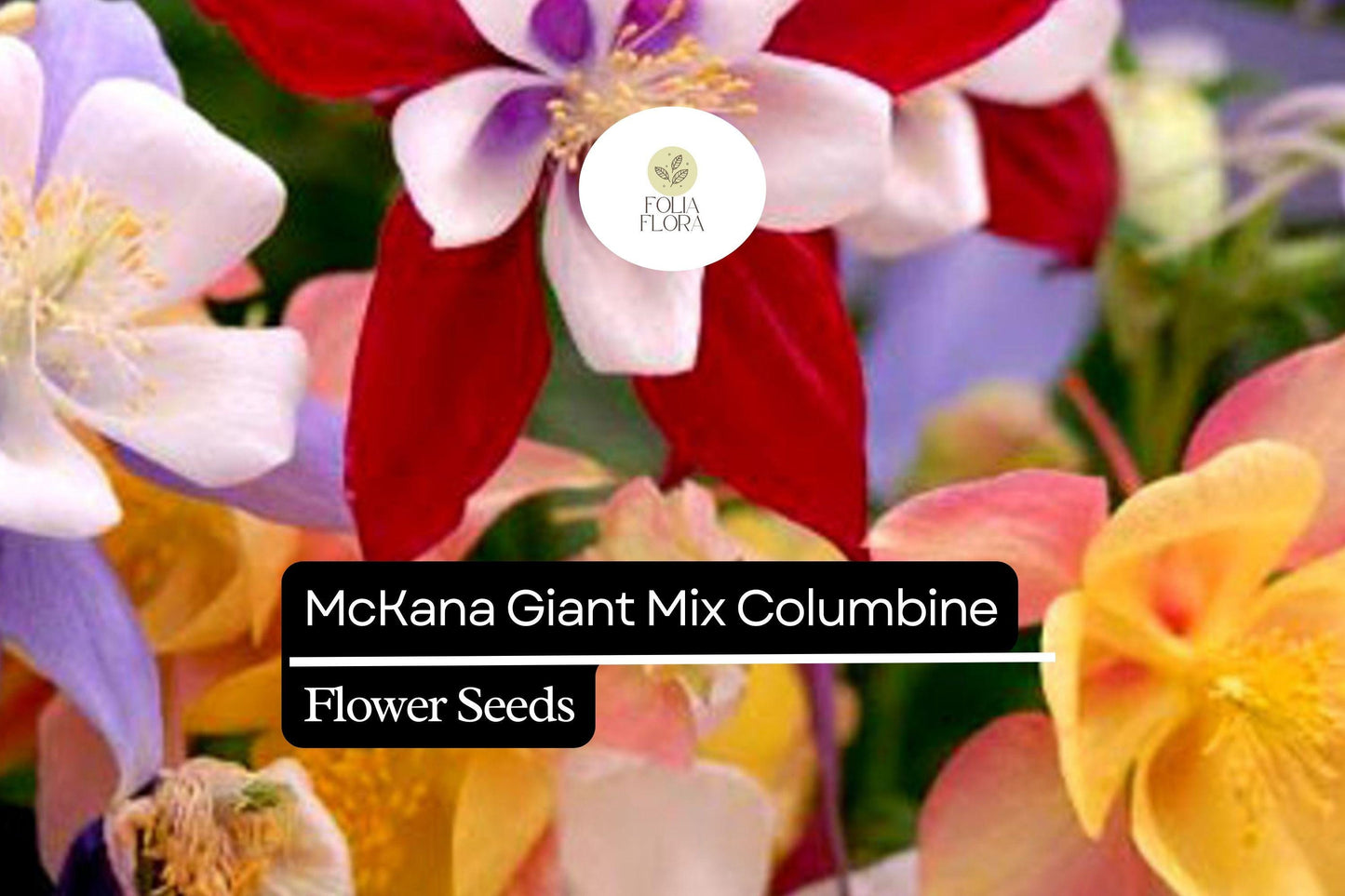 McKana Giant Mix Columbine (Aquilegia caerulea) | 100-2000 Seeds – Beautiful, Long-Lasting Blooms
