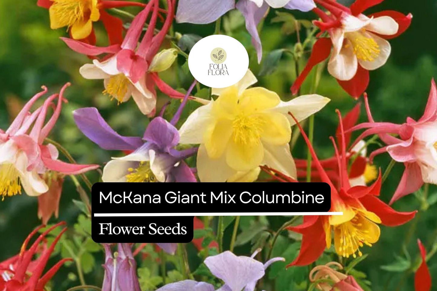 McKana Giant Mix Columbine (Aquilegia caerulea) | 100-2000 Seeds – Beautiful, Long-Lasting Blooms