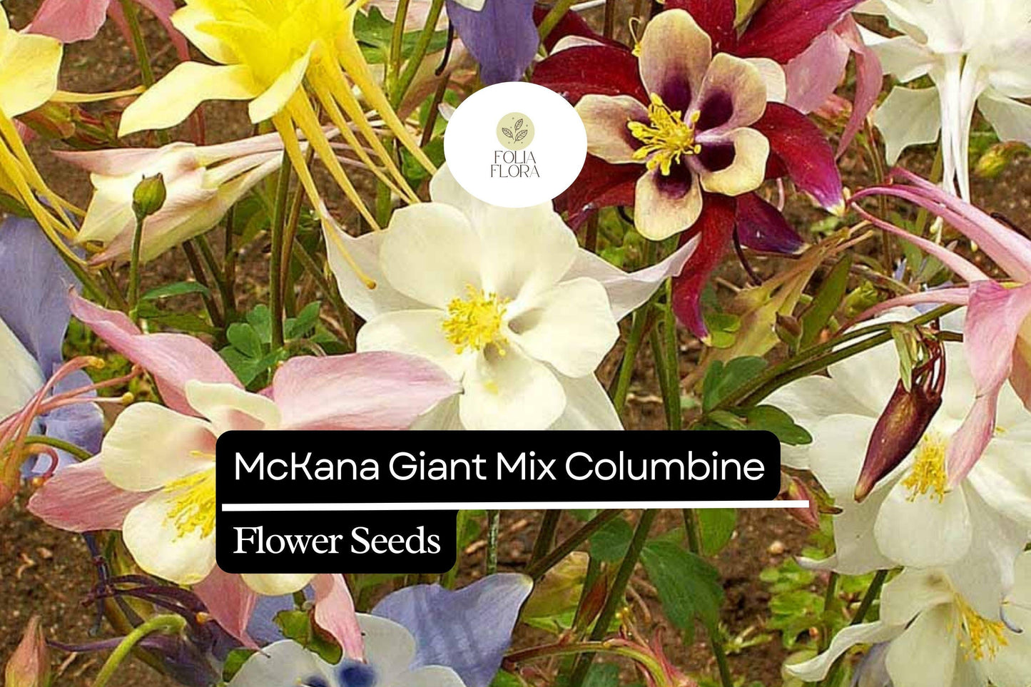 McKana Giant Mix Columbine (Aquilegia caerulea) | 100-2000 Seeds – Beautiful, Long-Lasting Blooms