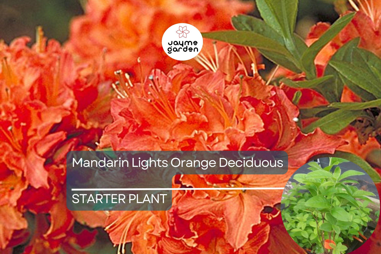 Mandarin Lights Deciduous Azalea | Northern Lights Hybrid | Starter Plant | Bright Orange Blooms