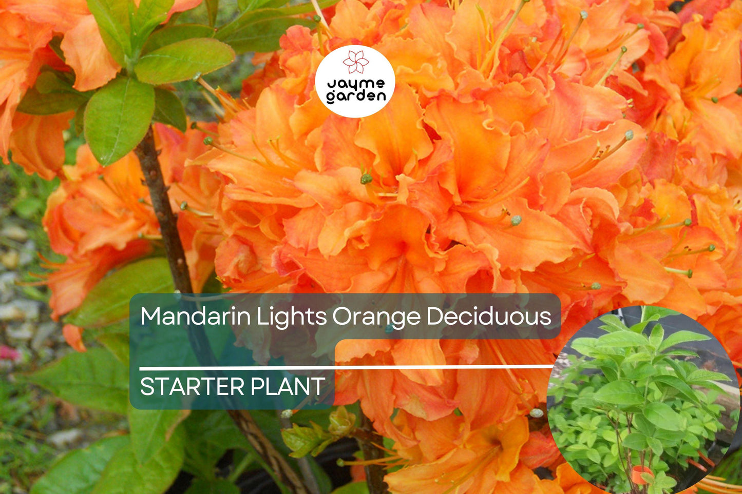 Mandarin Lights Deciduous Azalea | Northern Lights Hybrid | Starter Plant | Bright Orange Blooms