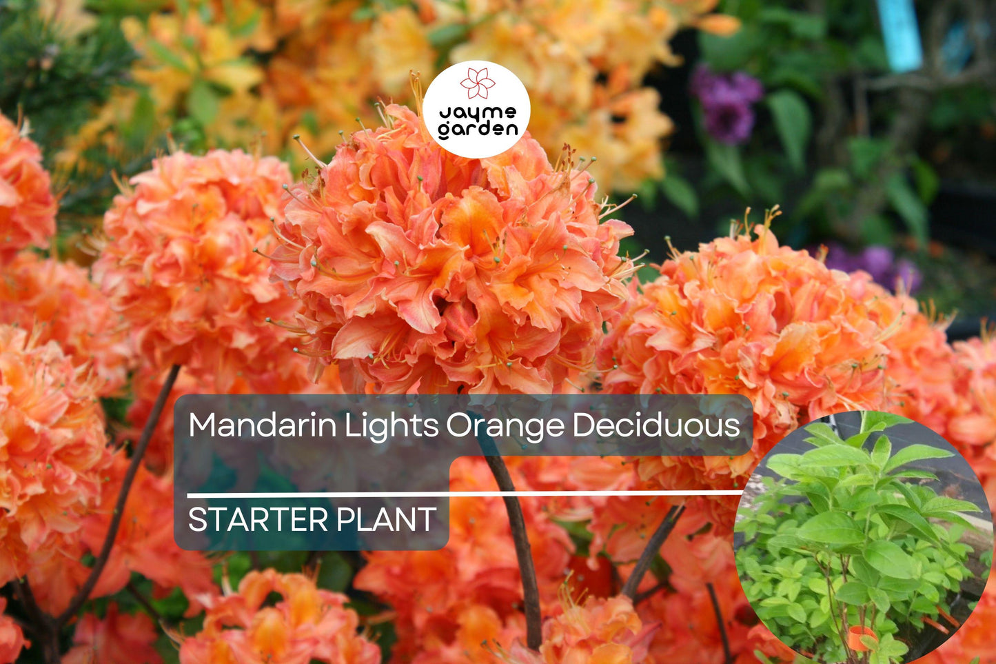 Mandarin Lights Deciduous Azalea | Northern Lights Hybrid | Starter Plant | Bright Orange Blooms